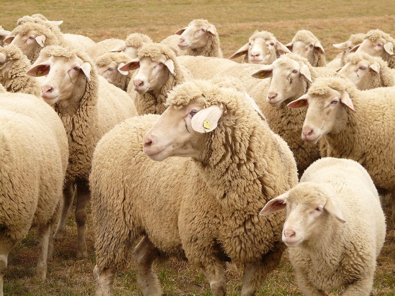 Modern Wool Production: From Sheep to Mill (Part 2)