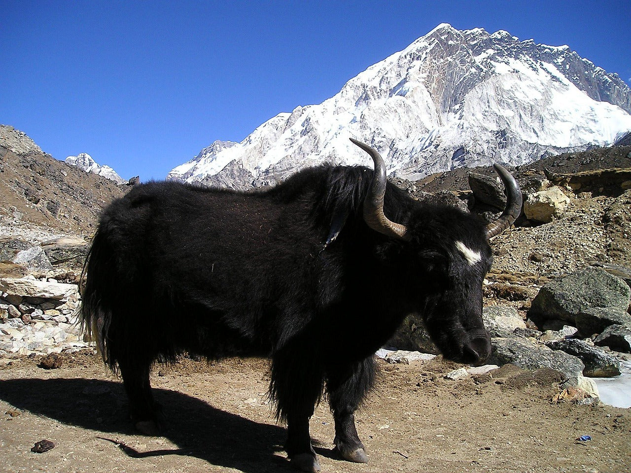 Yak and Quiviut - A journey through history and exceptional fibers
