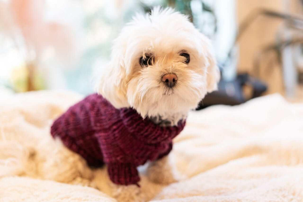 Engel Pullover Dog Pattern