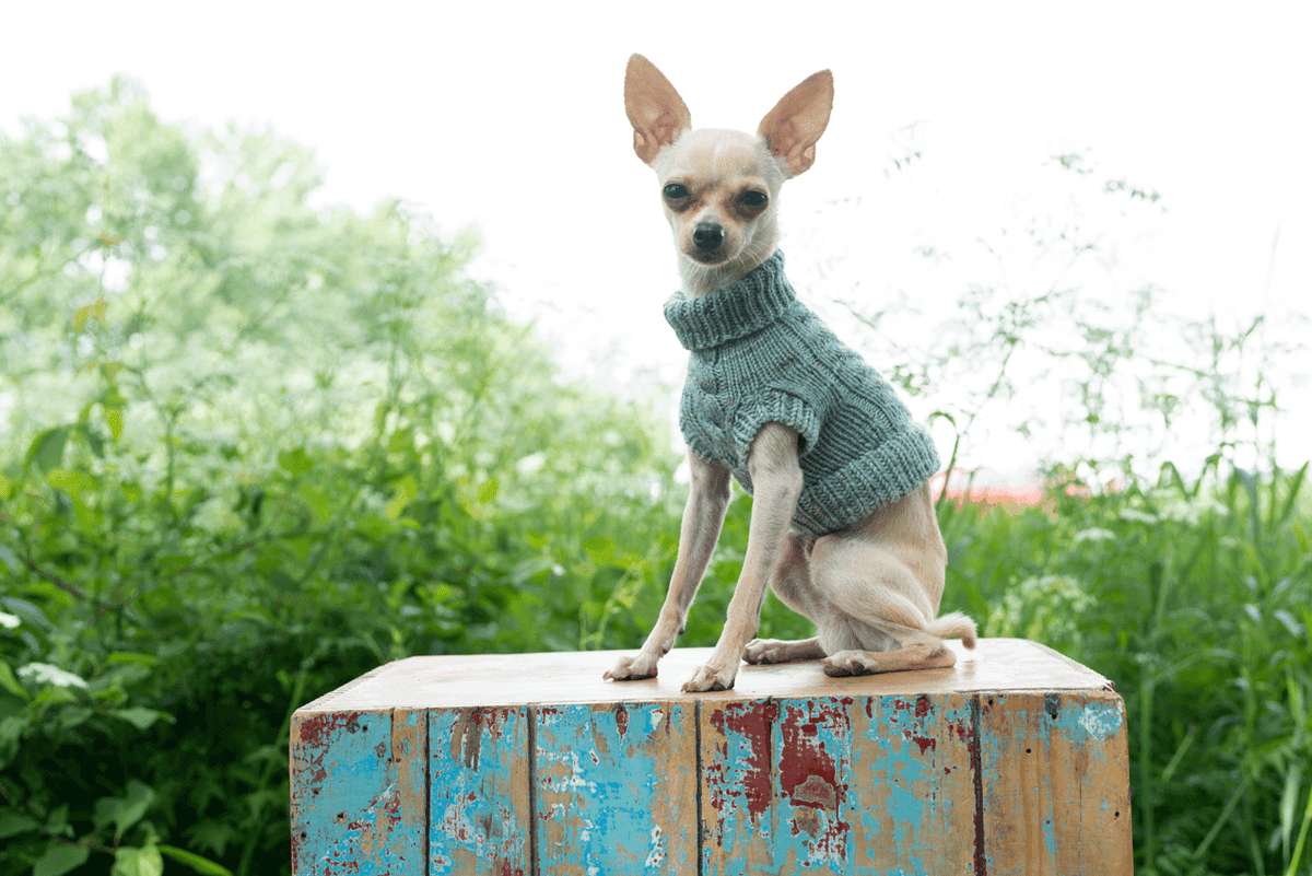 Engel Pullover Dog Pattern