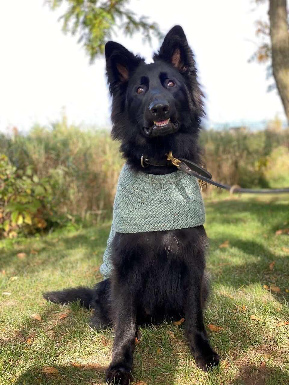 Whisky's sweater Pattern for Dog – Les Laines Biscotte Yarns