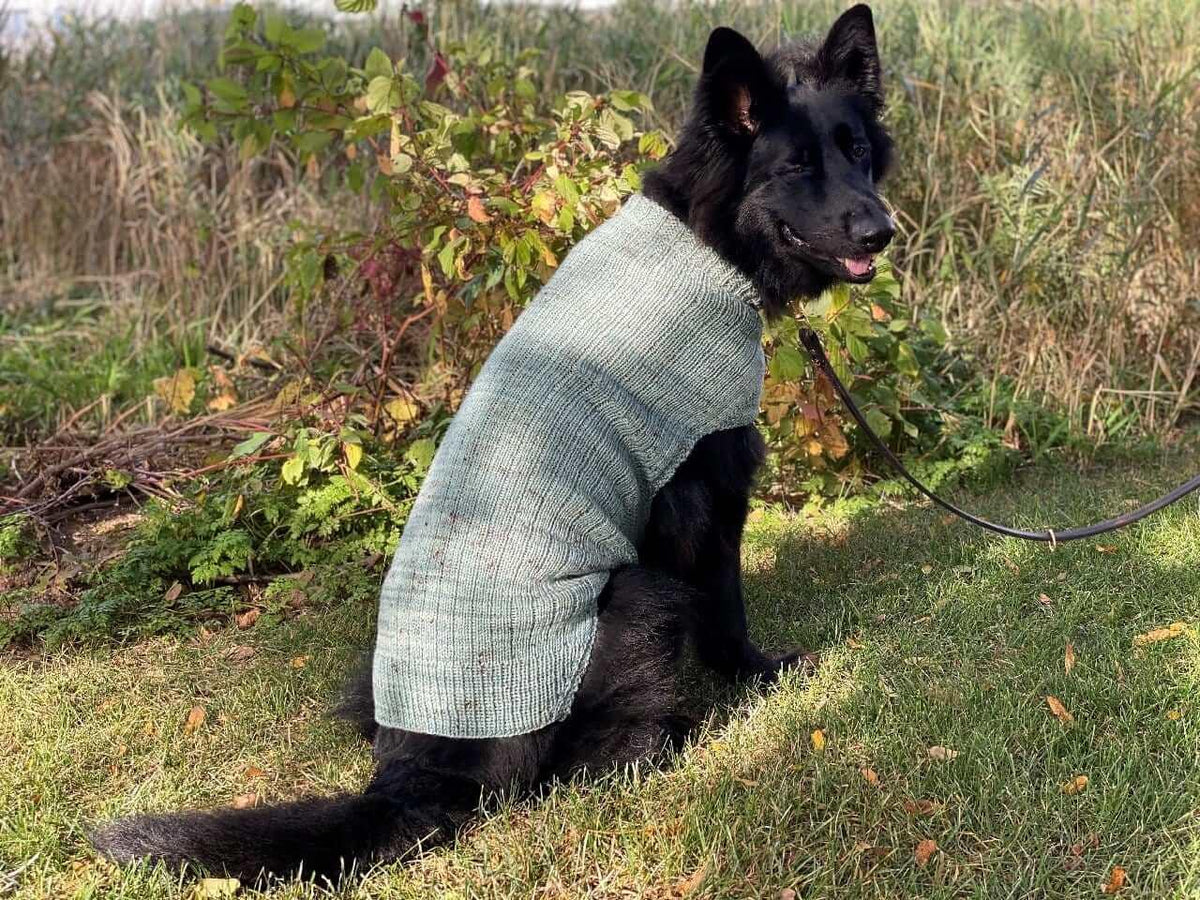 Whisky's sweater Pattern for Dog