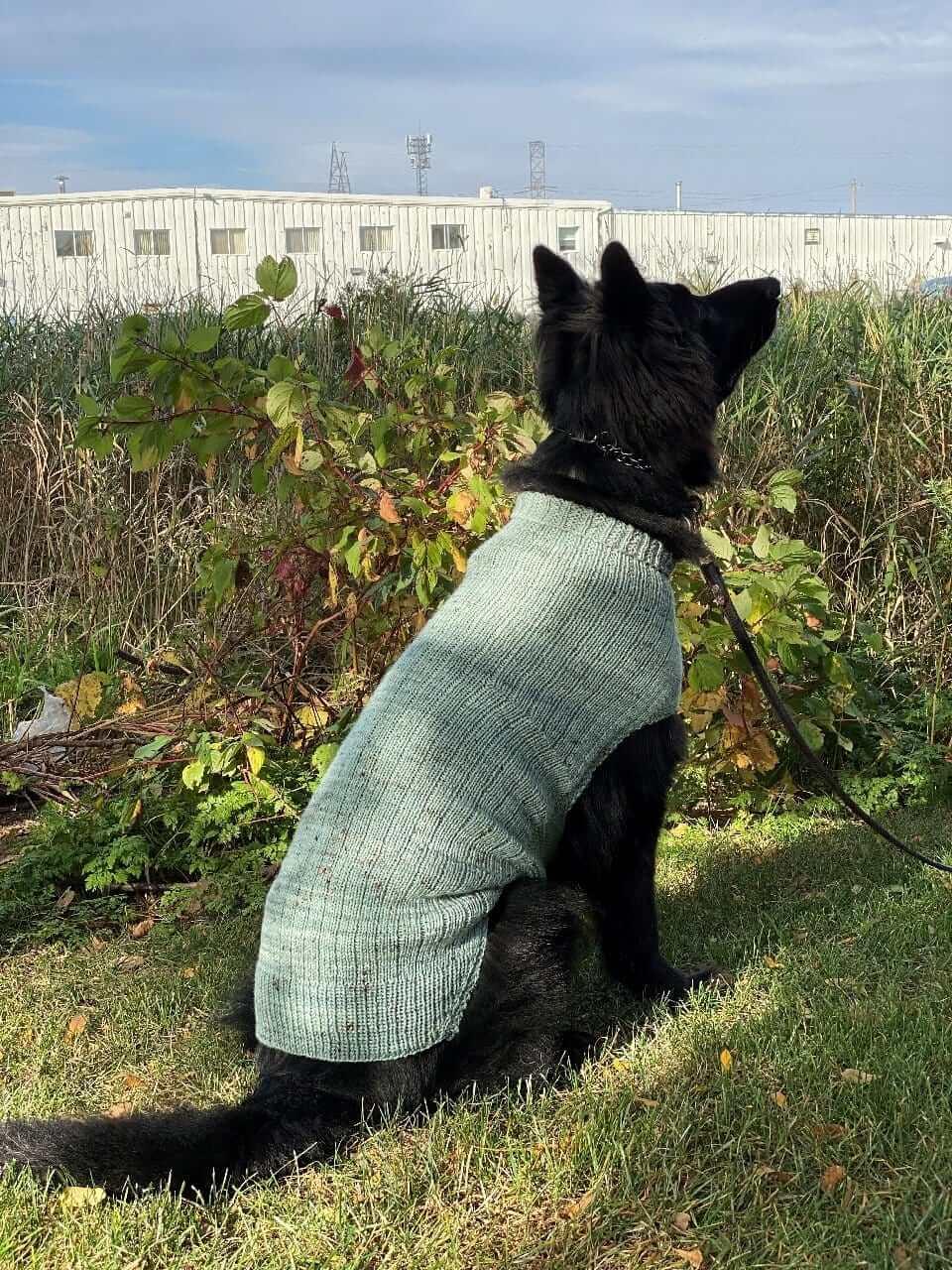 Whisky's sweater Pattern for Dog