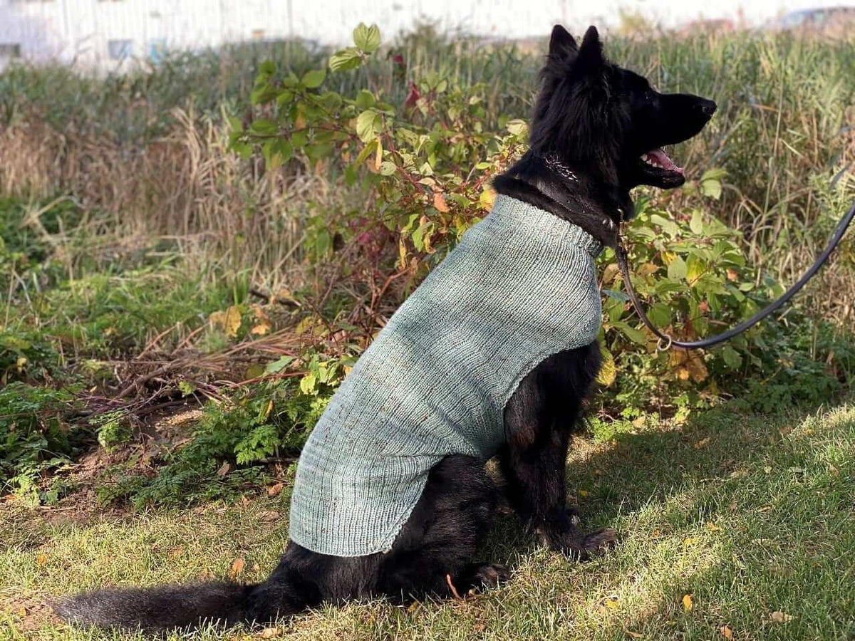 Whisky's sweater Pattern for Dog