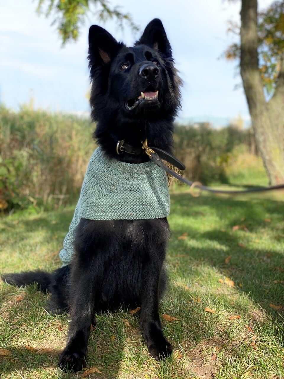 Whisky's sweater Pattern for Dog