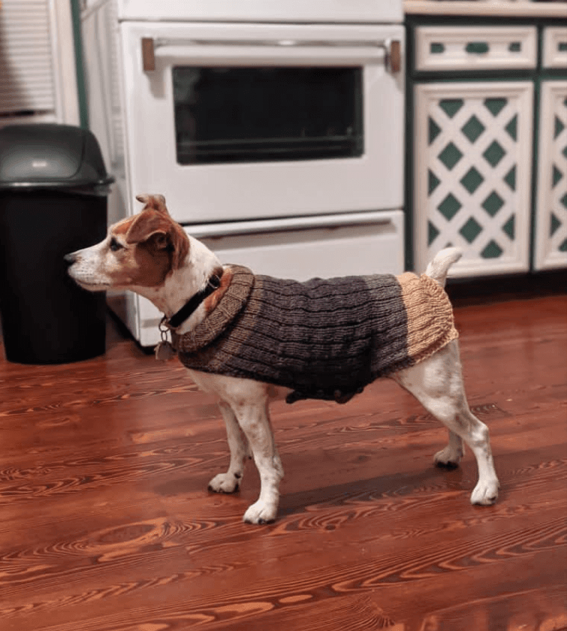 Whisky's sweater Pattern for Dog